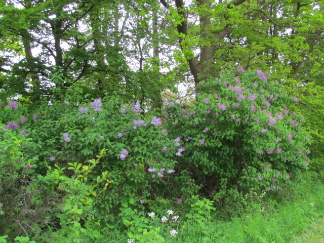 Wild lilacs lined the roads